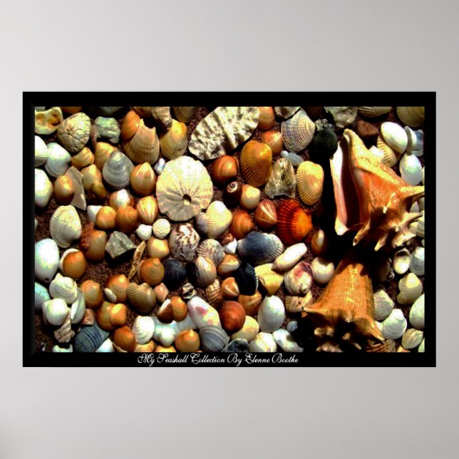 Poster Seashell_ Poster_by Elenne Boothe (Devant)