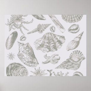 Poster Seashell Soft Antique Art Beach Shell