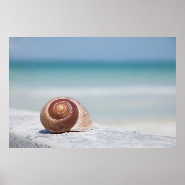 Poster Seashell | St. Petersburg, Florida (Devant)
