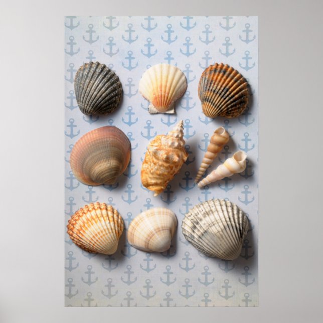 Poster Seashells On Anchor Backdrop (Devant)