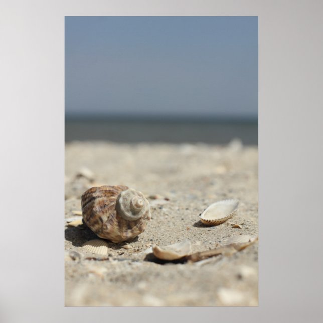 Poster Seashells On Sand By the Sea (Devant)