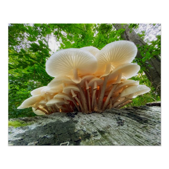 Poster Secrets de la nature - le voyage des champignons d (Devant)