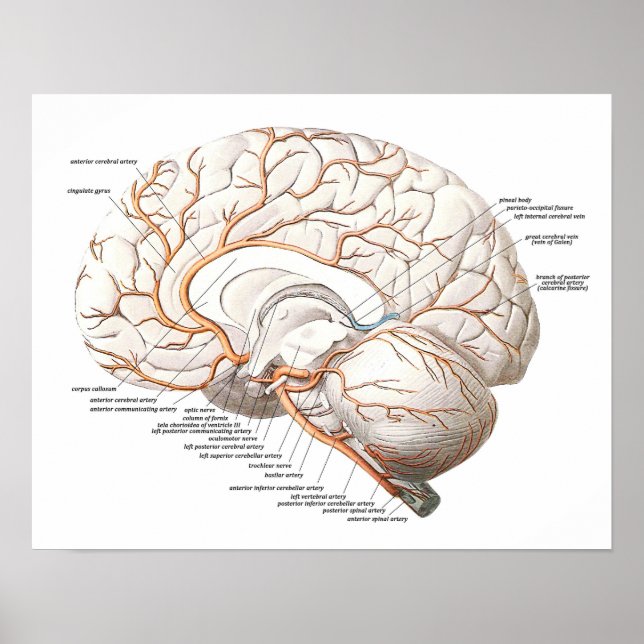 Poster Section transversale du cerveau (Devant)