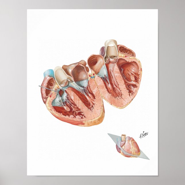 Poster Section transversale du coeur par Frank H. Netter, (Devant)