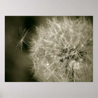 Poster Seedy Dandelion