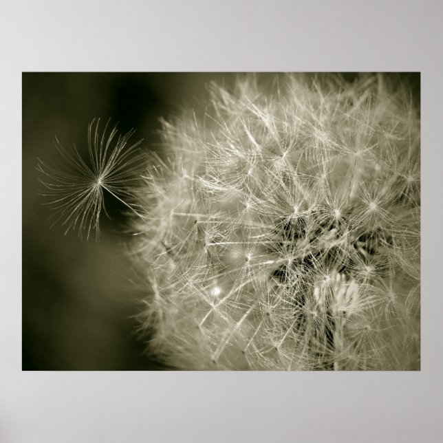 Poster Seedy Dandelion (Devant)