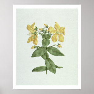 Poster Sensation-Effort (quartinianum de Hypericum) (la