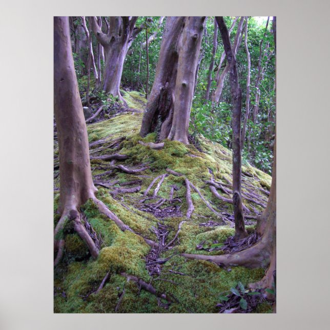 Poster Sentier couvert par la mousse (Devant)