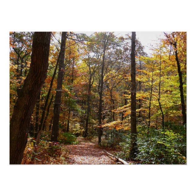 Poster Sentier ensoleillé d'automne dans le parc d'État d (Devant)