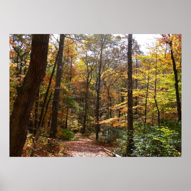 Poster Sentier ensoleillé d'automne dans le parc d'État d (Devant)