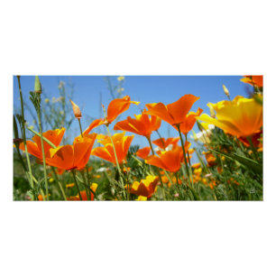 Poster Sentiment estival de fleurs orange sauvages.