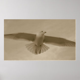 Poster Sepia Gull