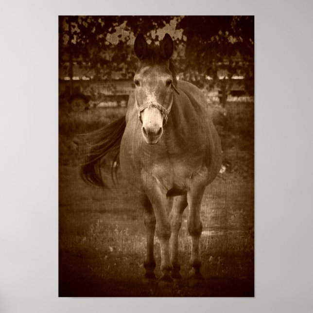 Poster Sepia Hello (Devant)