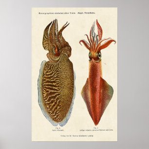 Poster Sepia und Octopus 1913