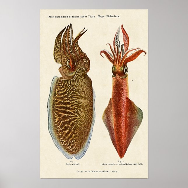 Poster Sepia und Octopus 1913 (Devant)