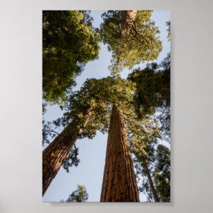 Poster Séquoias géantes dans le parc national de Sequoia