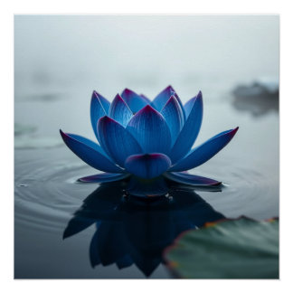 Poster serene blue water lotus
