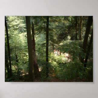 Poster Sérénité des bois