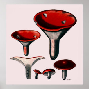 Poster Série D'Affiches De Champignons Première De Huit