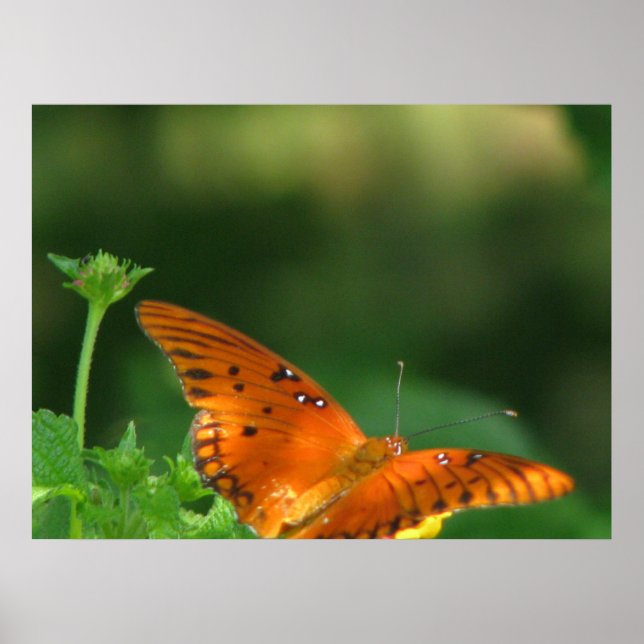 Poster Série papillon (Devant)