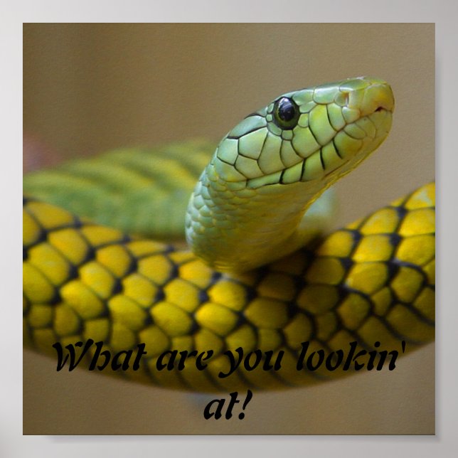 Poster Serpent (Devant)