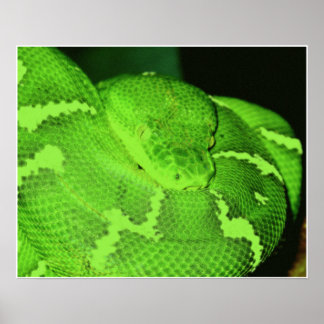 Poster serpent
