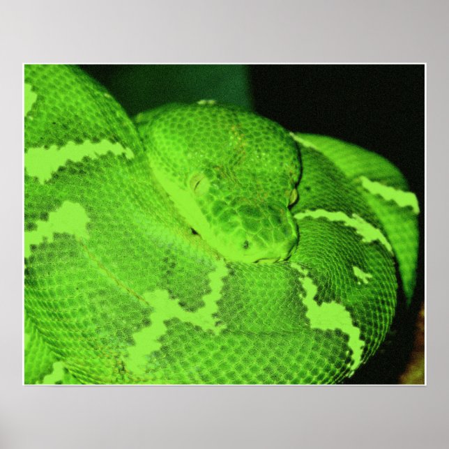 Poster serpent (Devant)