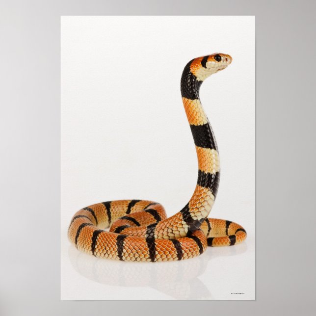 Poster Serpent corail africain (Aspidelaps lubricus) (Devant)