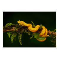 Serpent Viper Poison du Costa Rica