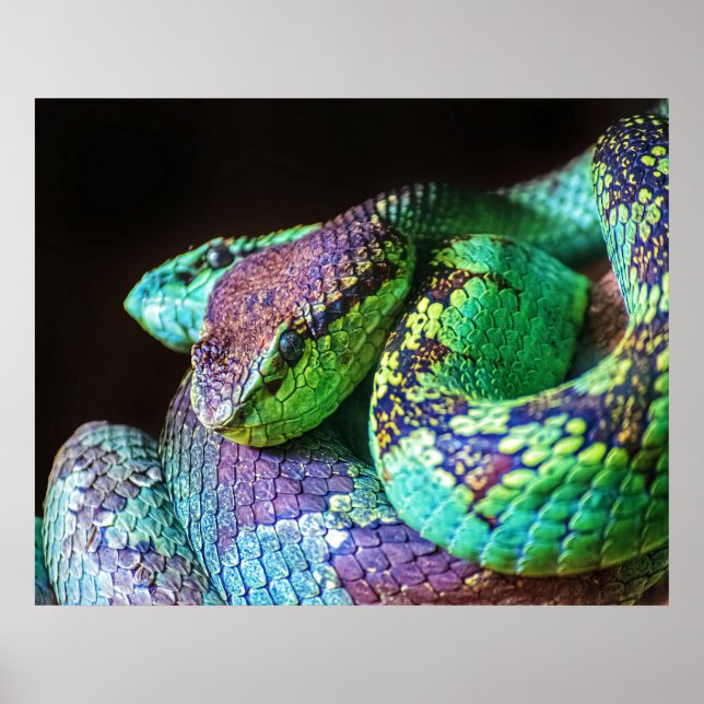 Poster Serpents colorés (Devant)