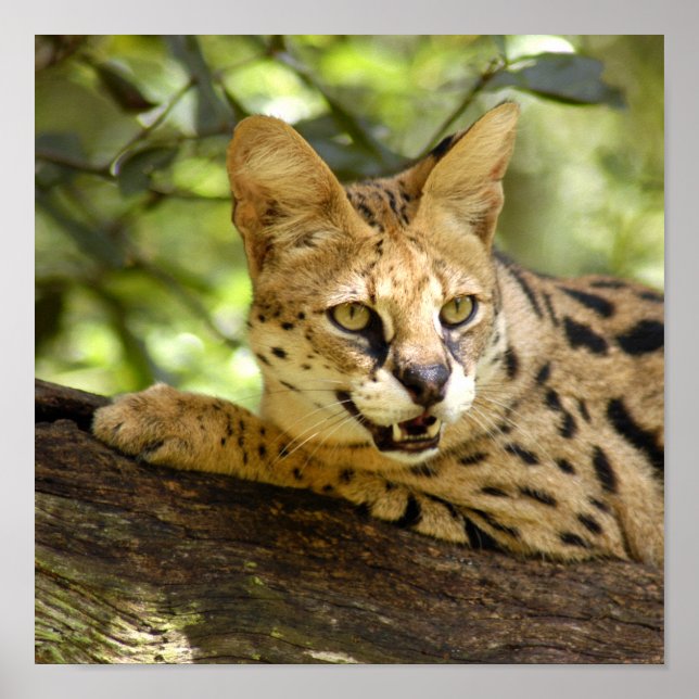 Poster serval 035 (Devant)