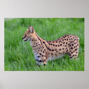Poster Serval in the grass