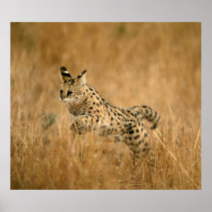 Poster Serval (Leptailurus Serval) sautant
