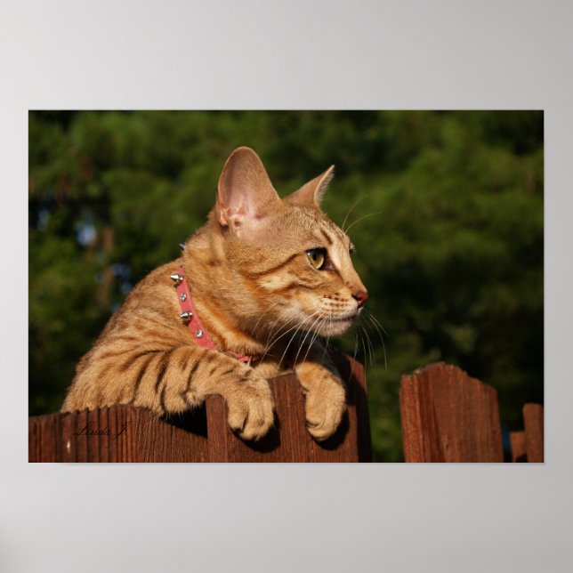 Poster Serval Savannah Kitten USA Canvas Imprimer (Devant)