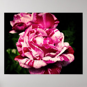 Poster S'est levé le rose rouge