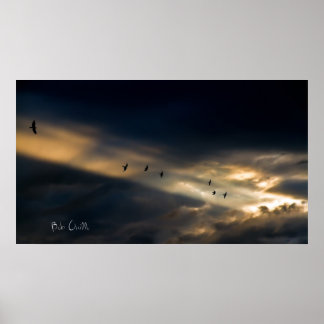 Poster Seven Bird Vision, Bob Orsillo