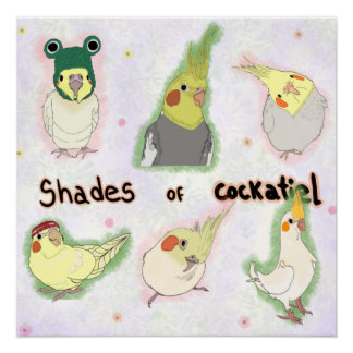 Poster Shades of Cockatiel