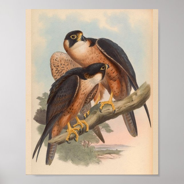 Poster Shaheen Falcon Bird Art Vintage Imprimer (Devant)