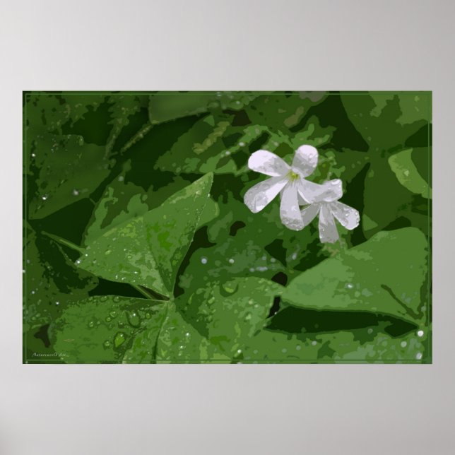 Poster shamrock sans texte -36x24 -ou plus petit (Devant)
