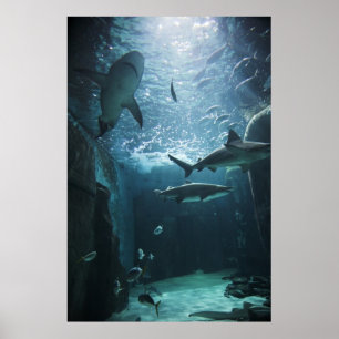 Poster Shark in an aquarium