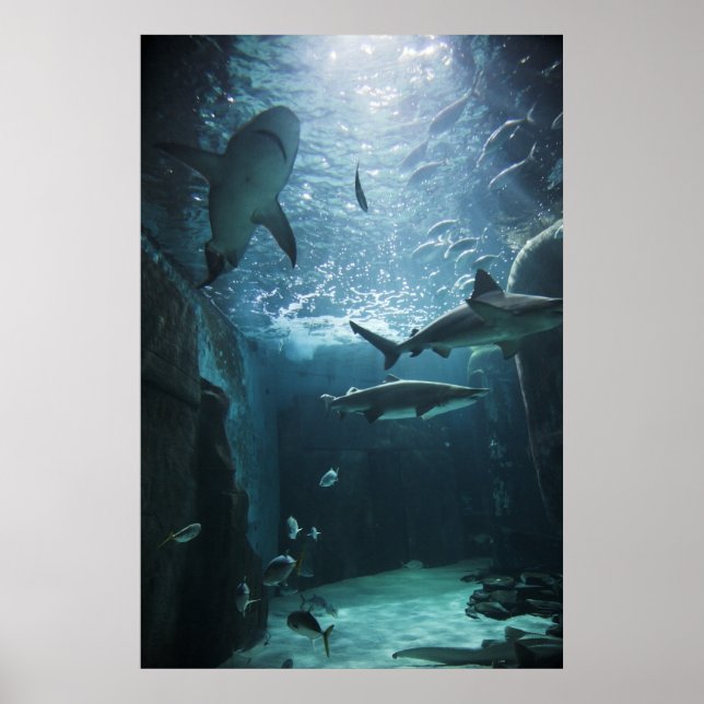 Poster Shark in an aquarium (Devant)