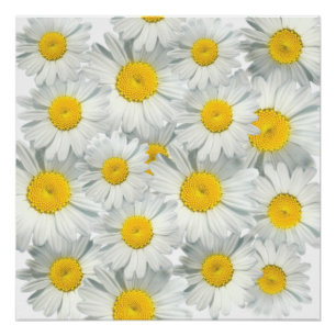 Poster Shasta Daisies
