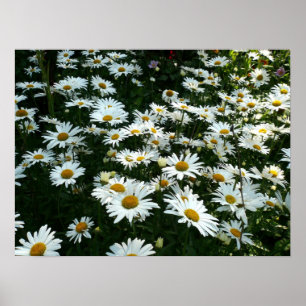 Poster Shasta Daisies