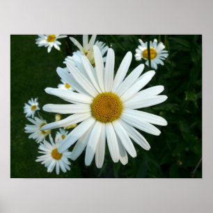Poster Shasta Daisy