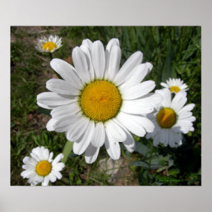 Poster Shasta Daisy (Chrysanthemum maximum)