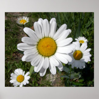 Poster Shasta Daisy (Chrysanthemum maximum)