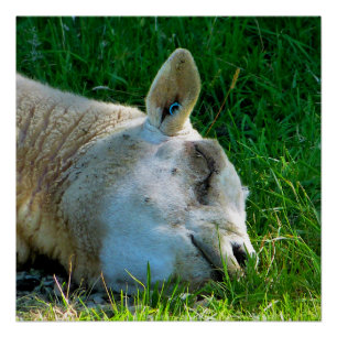 POSTER SHEEP