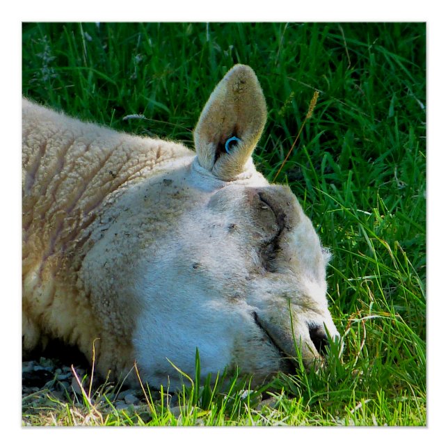 POSTER SHEEP (Devant)