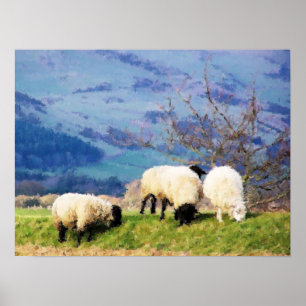 POSTER SHEEP