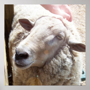 Poster Sheep The Good Shepherd Christian Art photo